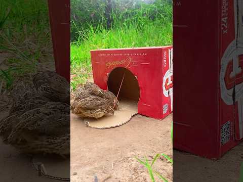 Simple DIY Quail Trap Using Cardboard Box#shorts