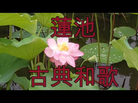 蓮池 古典和歌