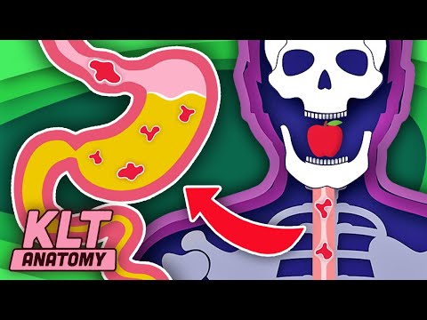 How Your Stomach Works | KLT Anatomy