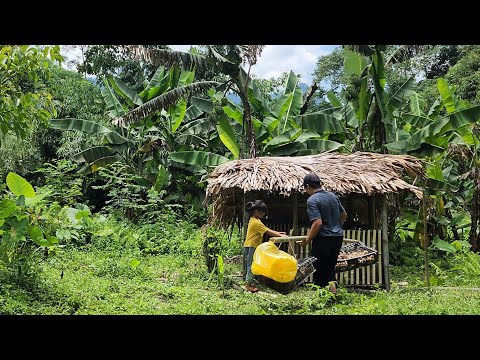 Uncle Quoc helped the poor girl build a chicken coop and support the chicken market