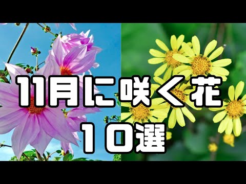 11月に咲く花10選