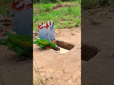 Simple Bird Trap #diy_creative #shorts