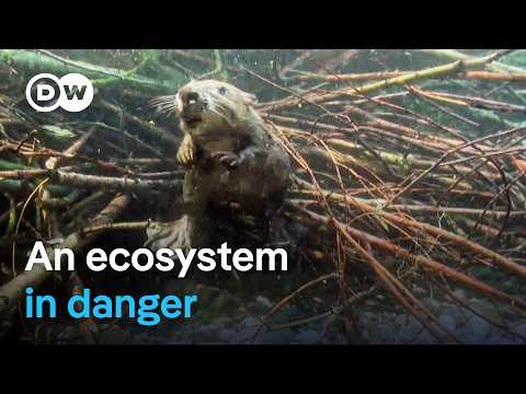 Saving beavers and pond turtles | DW Documentary