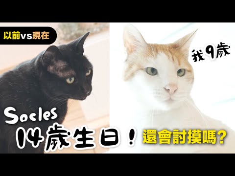 【黃阿瑪的後宮生活】Socles14歲啦！還會討摸嗎？以前vs現在｜四月份壽星！Socles+浣腸