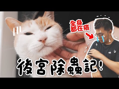 【黃阿瑪的後宮生活】後宮除蟲記！全身都在癢！