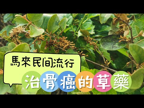 馬來民间流行治骨癌的草藥（ 桑奇生）你会用吗? manfaat pokok dedalu.