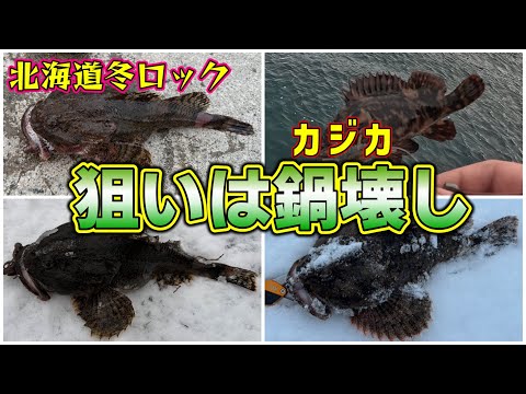 【北海道ロックフィッシュ】鍋壊しの季節、勝手にカジカップ！