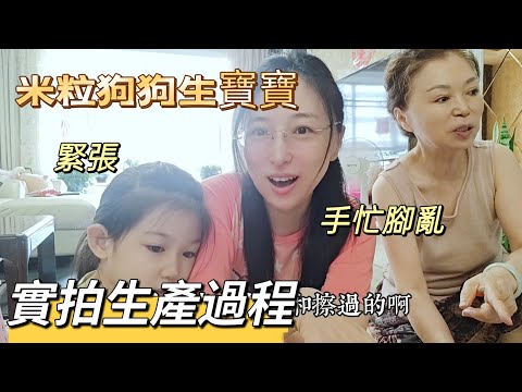 240809 小狗崽出生 比自己生寶寶還累 孩子和媽媽的連那條線是什麼線？ 妹妹很激動！