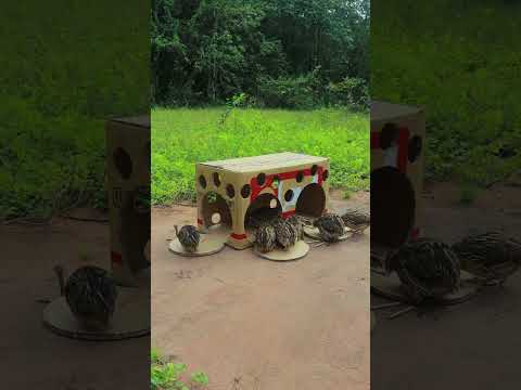 Amazing Creative and Unique DIY Technique Quail Trapping Method #ytshorts #youtubeshorts #shortvideo