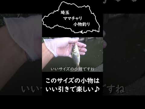 引きの強い小物釣り #埼玉ママチャリ小物釣り #小物釣り #小鯉釣り  #釣り #タモロコ釣り