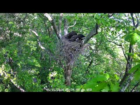 Eaglets feeding with fish