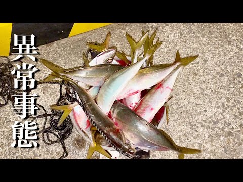 立ち寄った漁港で釣りしてみたらバグってた。