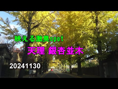 天理 銀杏並木～映える激臭spot～