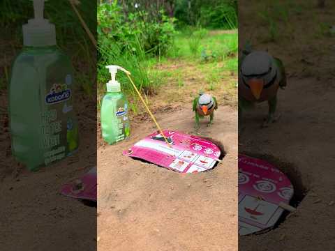 Easy Bird Trap Using Paper Box #DIY_Creative #Shorts