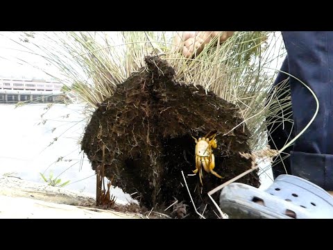 Catching CRABS under plants on the sidewalk【ENG SUB】