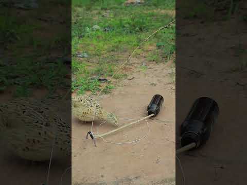 Simply idea but useful with quail trap #shortvideo #animaltrap #ytshorts