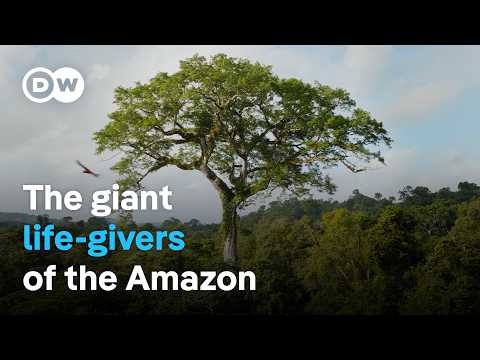 Why the giant kapok tree is so important for the ecosystem in the Amazon rainforest | DW Documentary