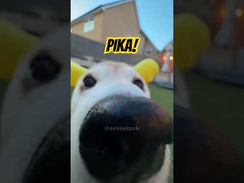 Pikachu Bork #cutenessoverload