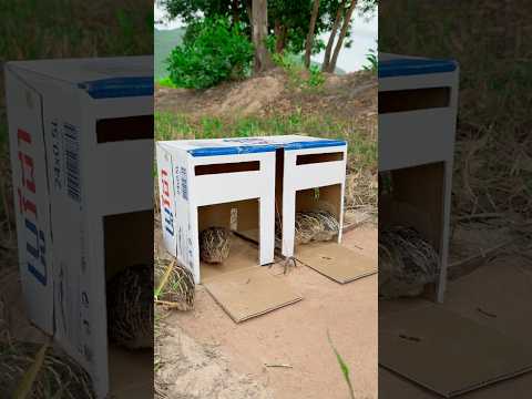 create amazing unique quail trap using cardboard box #shorts