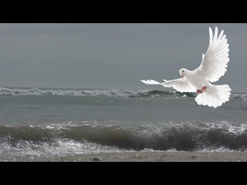 Fleeing from the war... Now I'm a refugee /Спасаясь от войны... Беженцы из Украины в Болгарии