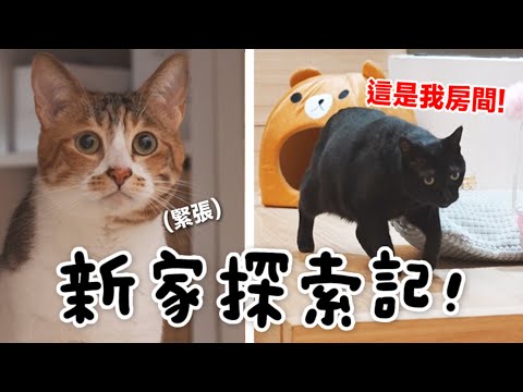 【黃阿瑪的後宮生活】新家探索記！貓咪們準備佔地盤了！