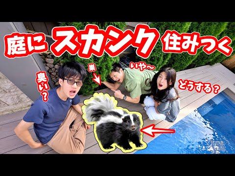 我が家の庭にスカンク🦨が住み着きました😱 どうしよう😱😱