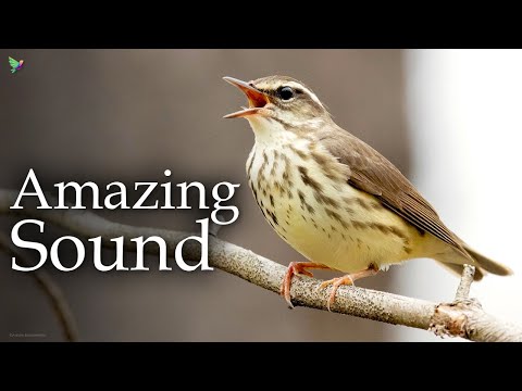 Louisiana Waterthrush Song [Bird Sounds] Reinita Acuática Piquigrande