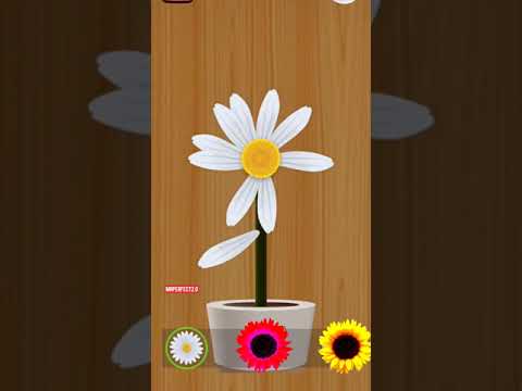 sunflower satisfying video #satisfyingvideo