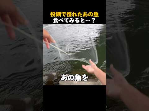 投網で獲れた魚を食べてみると？#shorts #投網