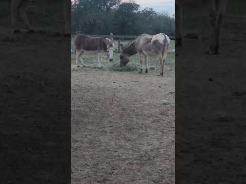 Donkeys doing donkey stuff for the Donkey show still mad about the election, hanging with turkeys