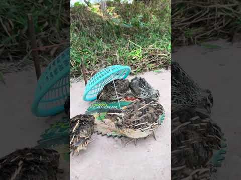 WOW! Creative amazing unique underground quail trap #shortsvideo