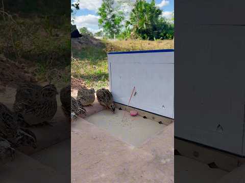 DIY CREATIVE - Best Underground Quail Trap Using Cardboard Box #shorts