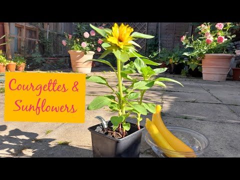 Yellow Courgettes & Sunflowers 💛