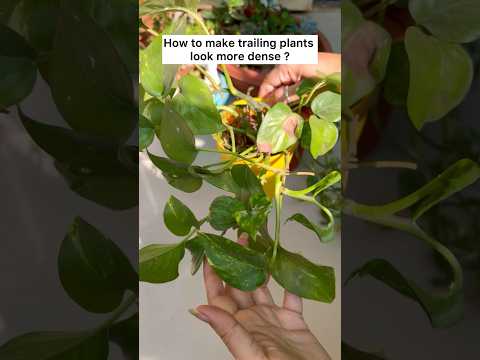 Plants ko sawaar liya #plants #plantlady #creator #youtubeshorts #ytshortsvideo #shortsindia #garden