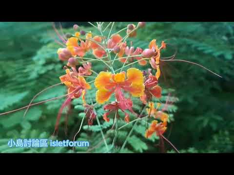 Caesalpinia pulcherrima 紅蝴蝶。洋金鳳 mhp3977 aug2024