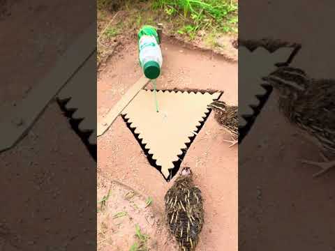 Easy Underground Quail Trap Using Cardboard Box | Best Quail Trap