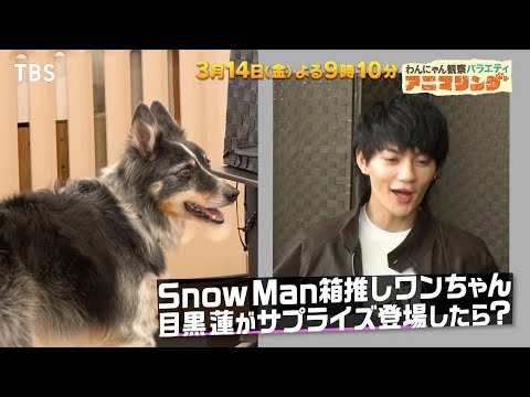 Snow Man箱推しワンちゃん！目黒蓮がサプライズ登場したら!?『アニマリング』3/14(金)【TBS】