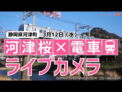 【桜ライブカメラ2】河津桜×電車(伊豆急行)／静岡県河津町 ふらっとCAFE 2025年3月12日(水) #桜  #さくら #河津桜 #電車  | Cherry Blossom Live WebCam