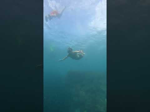 The Sardine Run - Swimming with Sardines in Moalboal, The Philippines 🇵🇭🐟