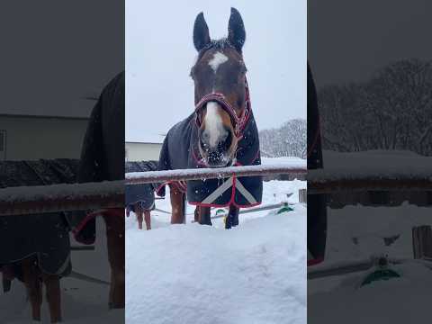 「馬は自分の名前わかるんですか？」#サチモ #horse #よくくるコメントにお答えします🐴 #引退馬支援