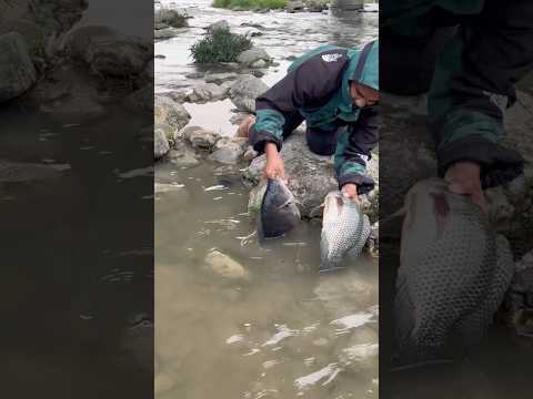 2 big carp hiding beside rock in river