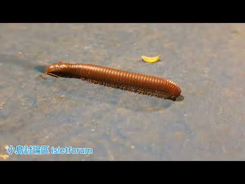 Millipede 02 馬陸／千足蟲 mhp4027 sept2024