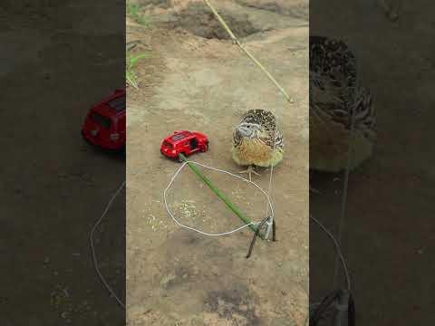 Unique Creative Technique Quail Trap #techniqueuniquetrap #birds #quail