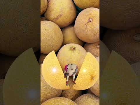 EZ_Zola melon funny #ezfam #funnydogs #petdog #doglove #dogcomedy #funnydogvideos  #melon