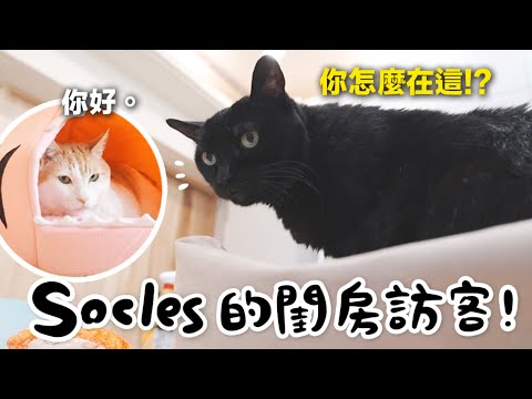 【黃阿瑪的後宮生活】Socles的閨房訪客！好多貓闖入！