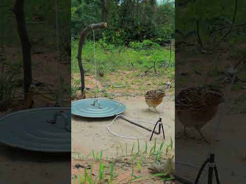 DIY Quail Trap - Creative Unique Bird Trapping #ytshorts #shorts #animaltrap