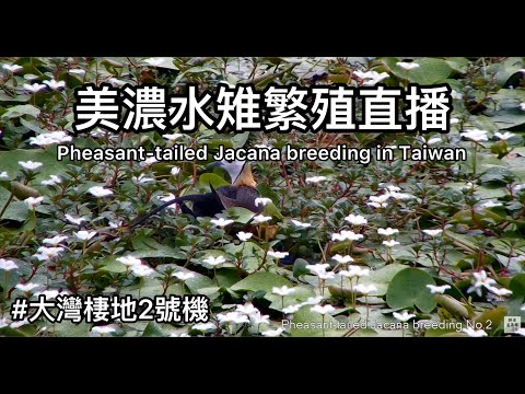 2025 『2號機 - 大灣棲地巢位』台灣高雄美濃湖水雉生態直播 Pheasant-tailed Jacana breeding in Taiwan レンカクの繁殖