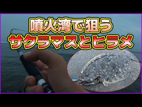 【北海道サーフ2024】噴火湾：サクラマスとヒラメの欲張り釣行！