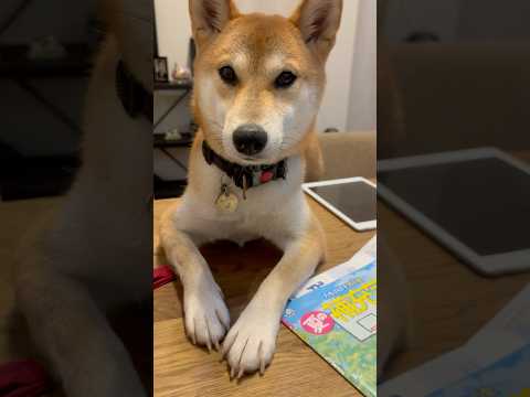 柴犬 三太君　納得がいかない