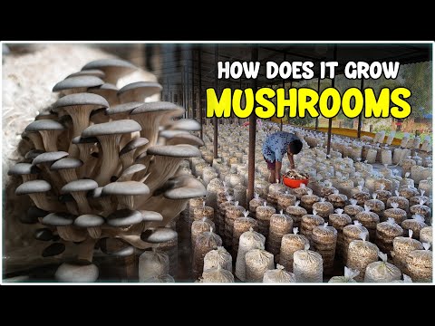 Mushroom Farming - Complete Guide